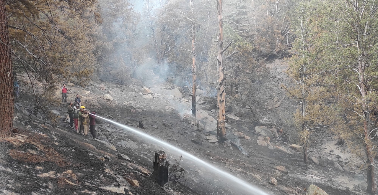 Massive Forest Fire in Kinnaur Devours Chilgoza Trees and Other Flora