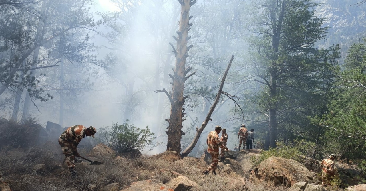 Massive Forest Fire in Kinnaur Devours Chilgoza Trees and Other Flora