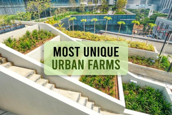 Most Unique Urban Farms around the world