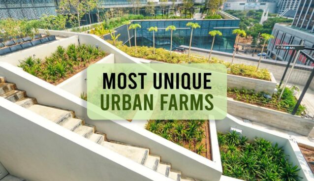 Most Unique Urban Farms around the world