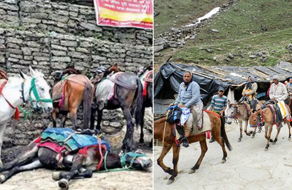 Better to be a Donkey Than be a Mule in Kedarnath, 60 Mules Dead