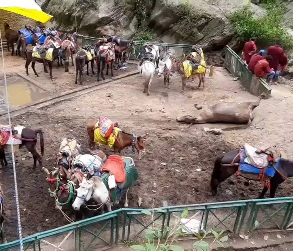 dead mules in Kedarnath
