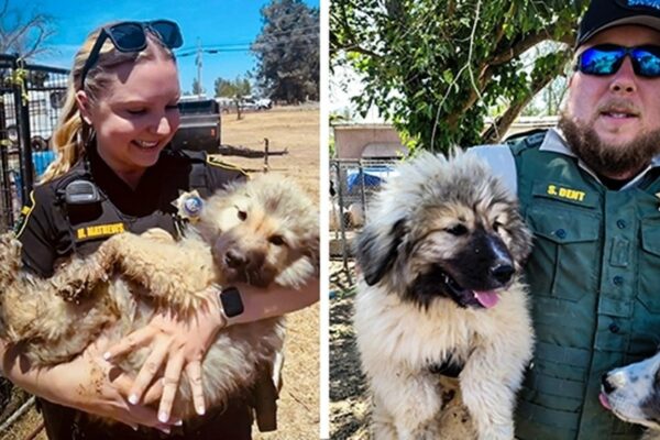 Over 60 Animals Confiscated in Sutter County’s Animal Cruelty Case