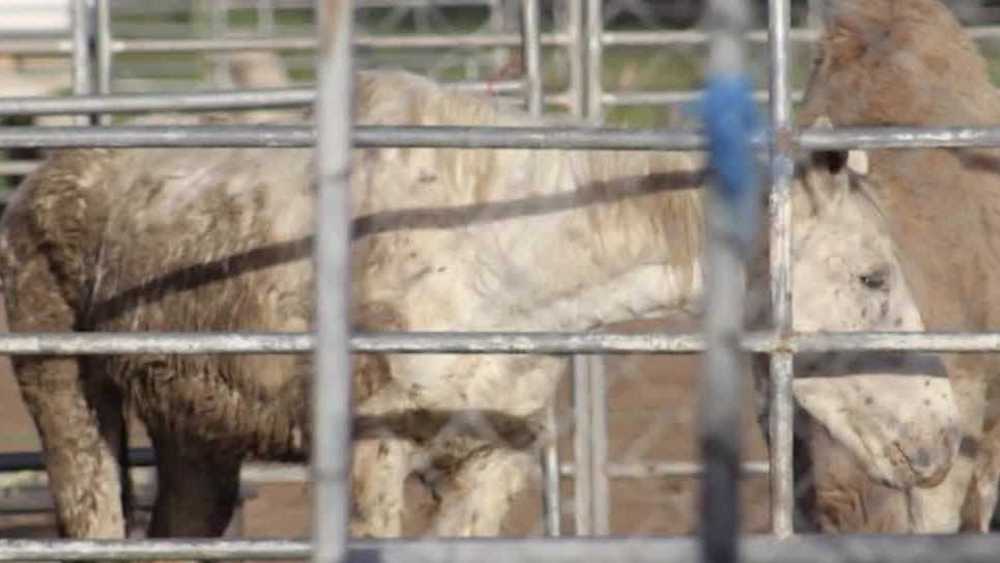 Over 60 Animals Confiscated in Sutter County’s Animal Cruelty Case