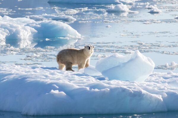 Polar Bear Subpopulation found in Southeastern Greenland