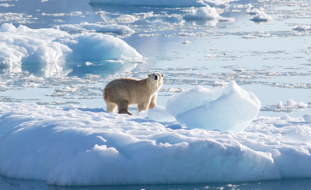 Polar Bear Subpopulation found in Southeastern Greenland