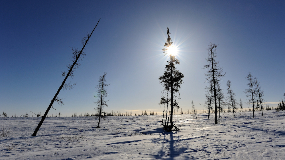 Researchers Predict Siberian Tundra May Disappear by 2500