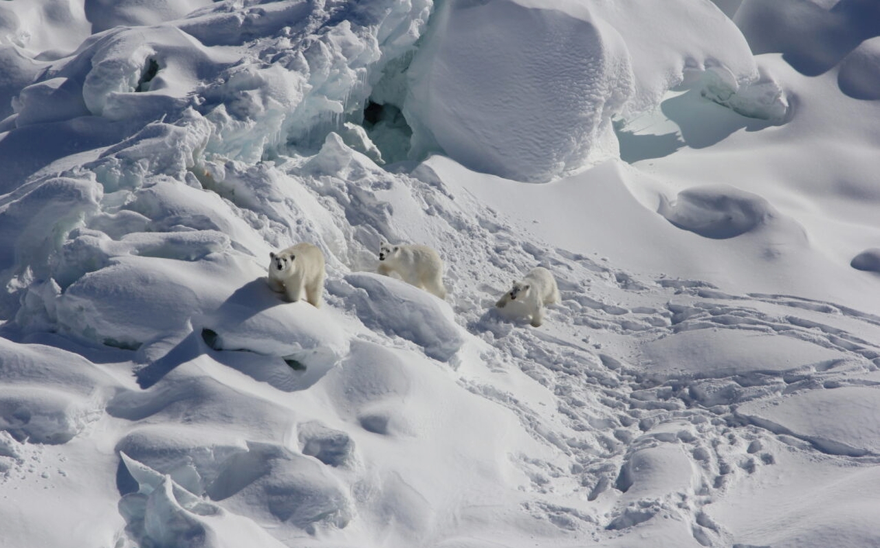 Scientists Find Polar Bear Subpopulation Surviving With Less Sea Ice