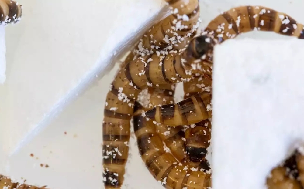 Superworms Capable of Eating and Surviving on Polystyrene