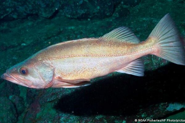 Ugly Fish Needs Your Help! It’s More Likely to be Endangered