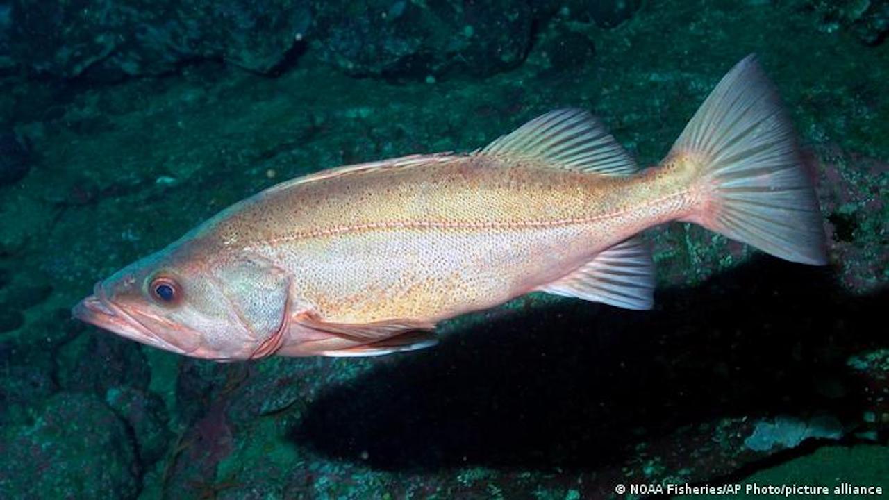 Ugly Fish Needs Your Help! It’s More Likely to be Endangered