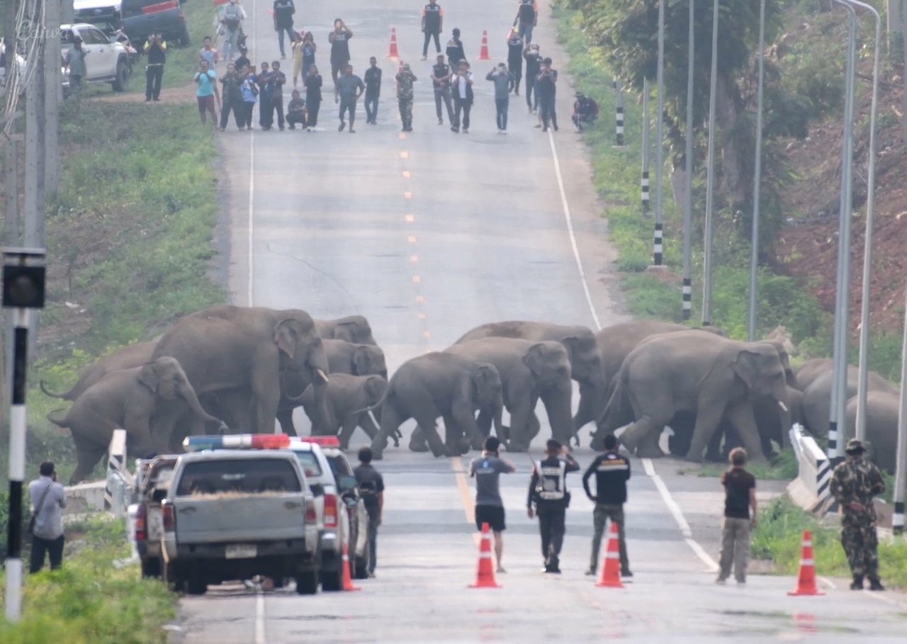 Odisha to Install Novel System to Caution Elephant Movement on NH-55