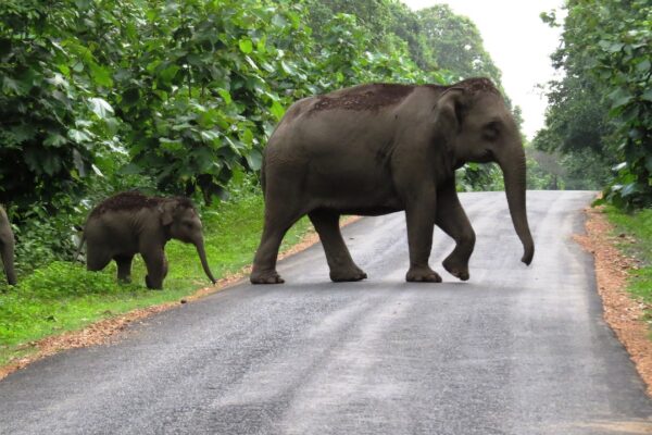Odisha to Install Novel System to Caution Elephant Movement on NH-55