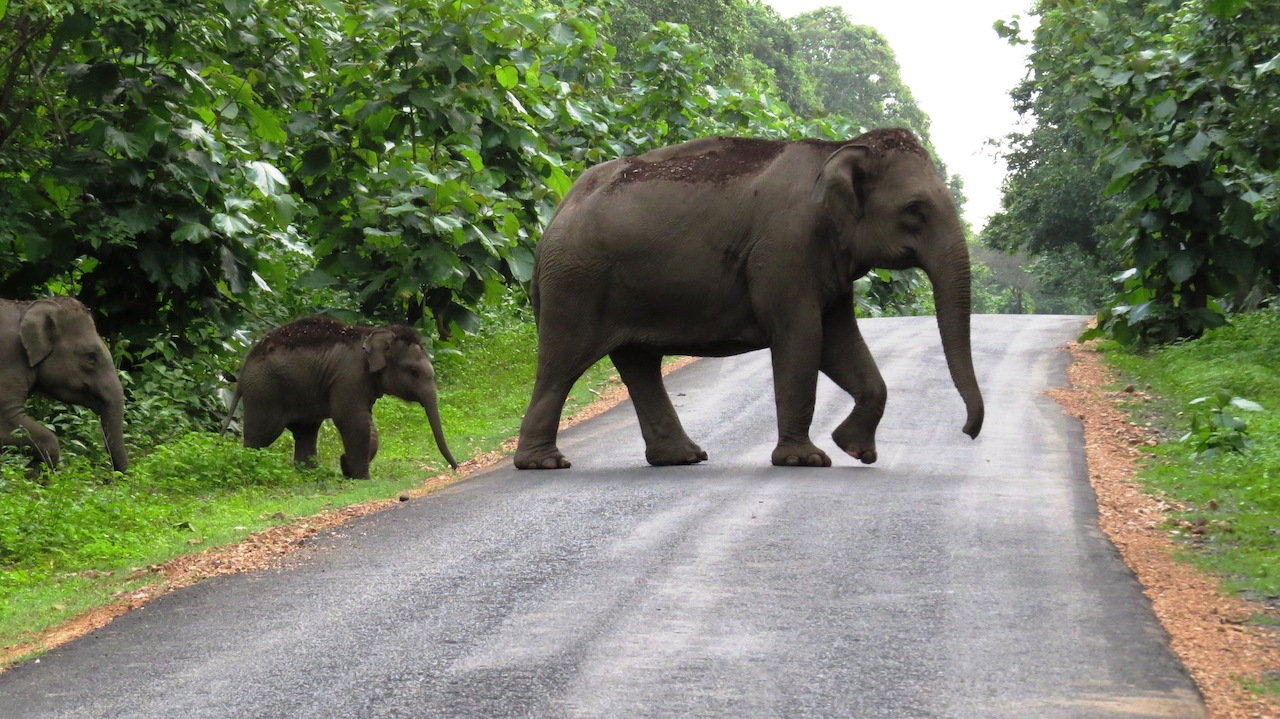 Odisha to Install Novel System to Caution Elephant Movement on NH-55