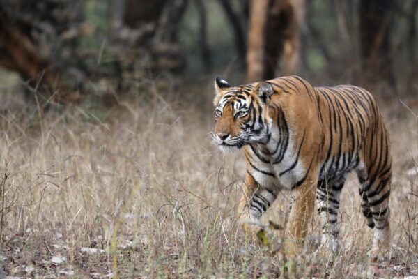 329 Tigers Died in India in 3 Years, 29 Lost to Poaching