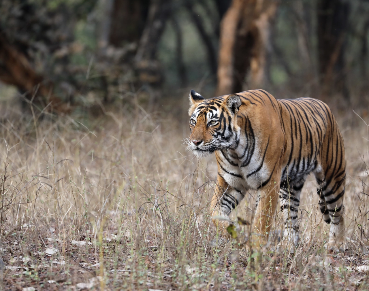 329 Tigers Died in India in 3 Years, 29 Lost to Poaching