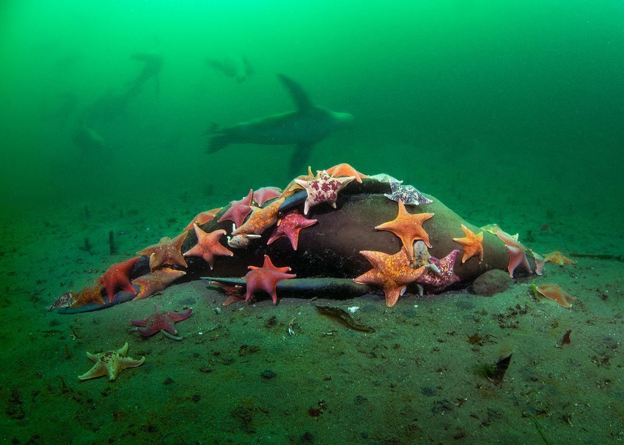 “After the Fall” by David Slater - Aquatic Life Winner