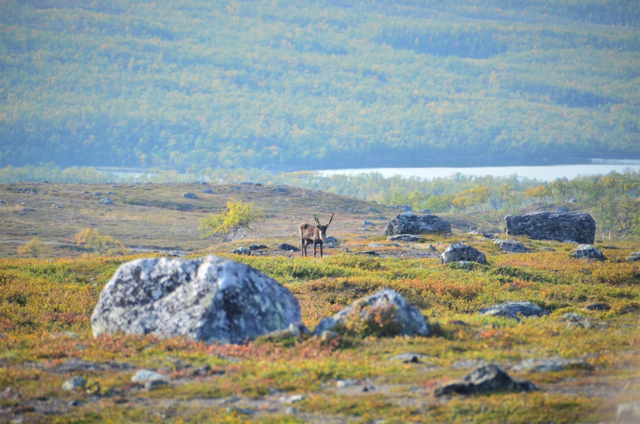 Arctic National Park Losing Ice Mass Amid Climate Change