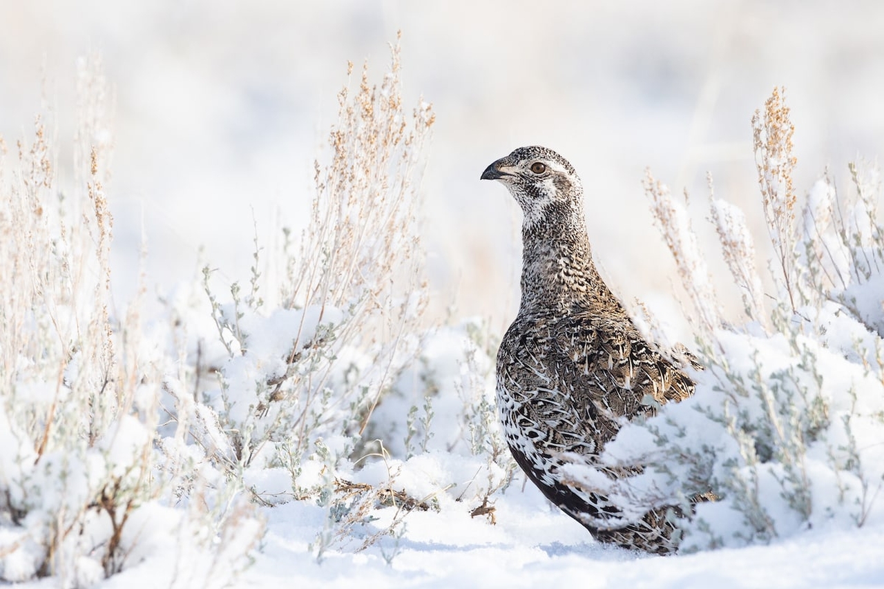 Audubon Photography Awards 2022 - Alan Krakauer