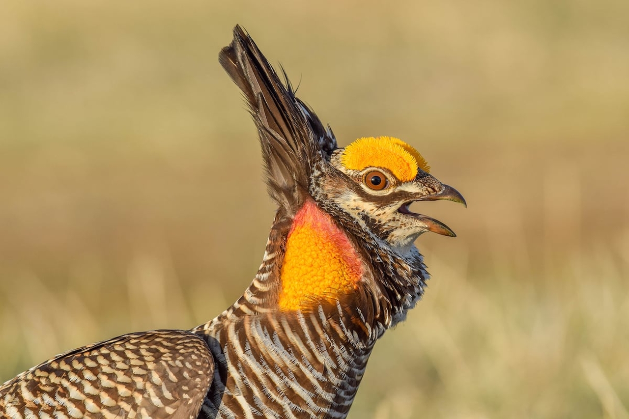 Audubon Photography Awards 2022 - Amiel Hopkins