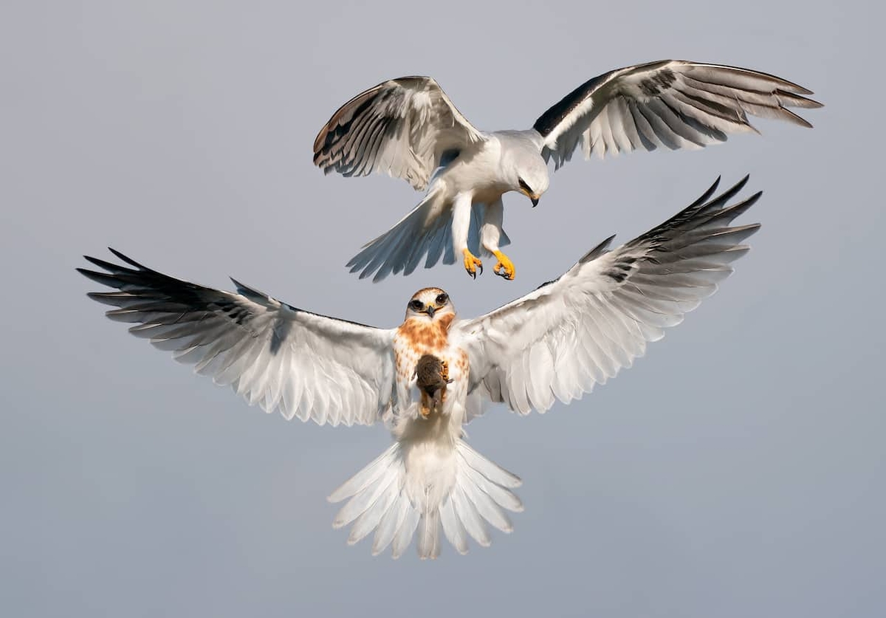 Audubon Photography Awards 2022-Jack Zhi