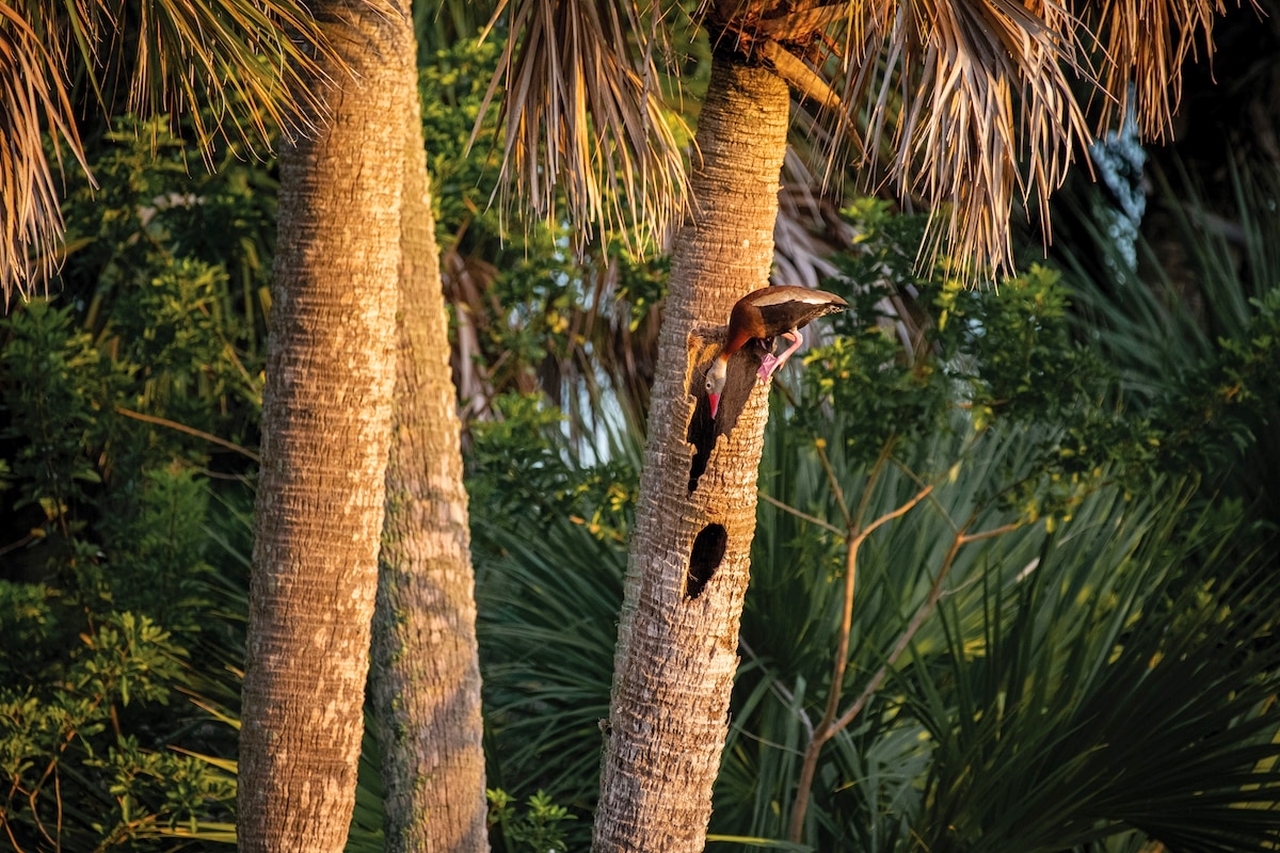 Audubon Photography Awards 2022 - Jayden Preussner