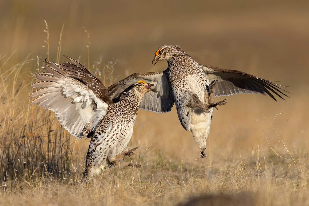 Audubon Photography Awards 2022 - Liron Gertsman