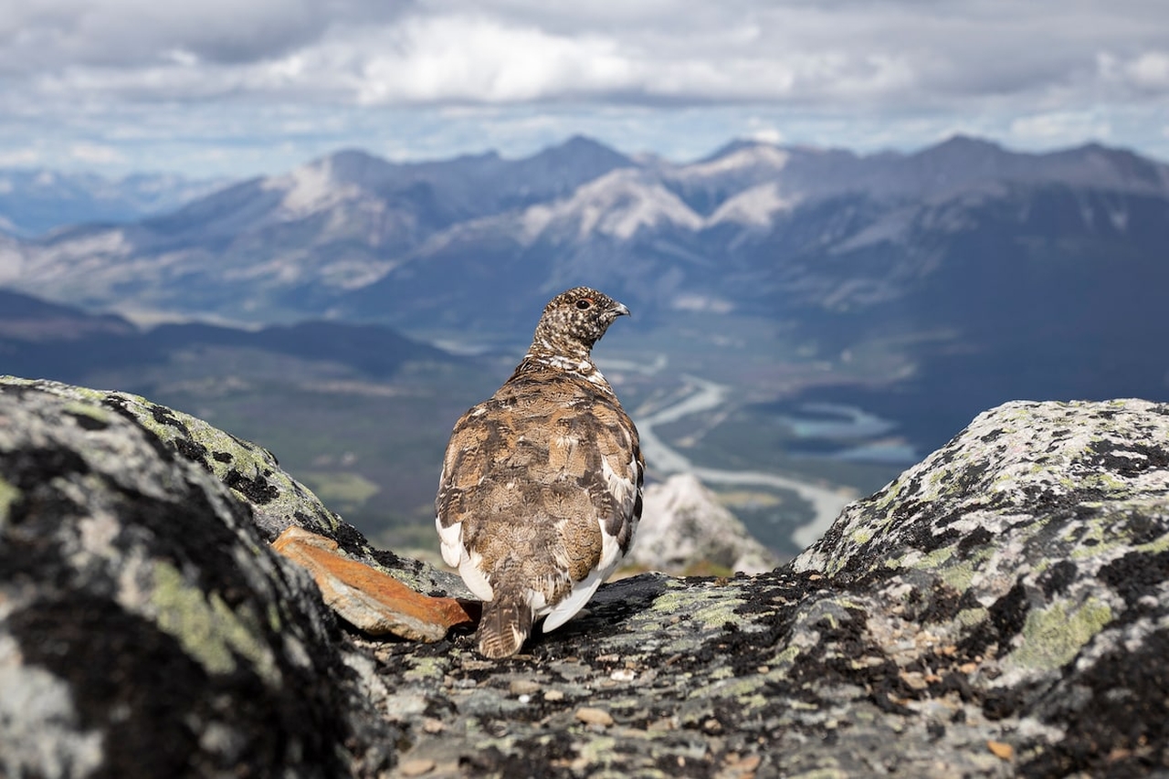 Audubon Photography Awards 2022 - Liron Gertsman_1