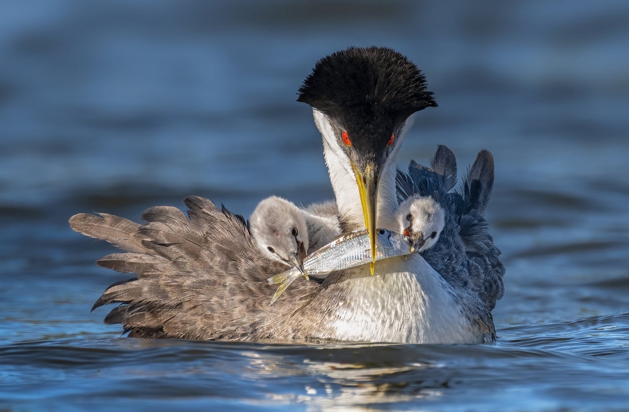 Audubon Photography Awards 2022 - Peter Shen