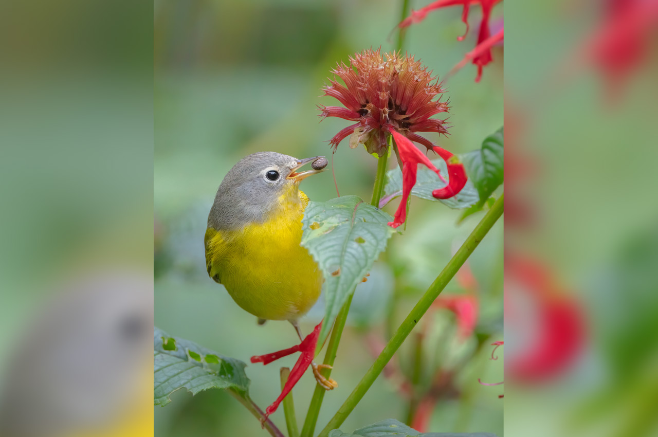 Audubon Photography Awards 2022-Shirley Donald