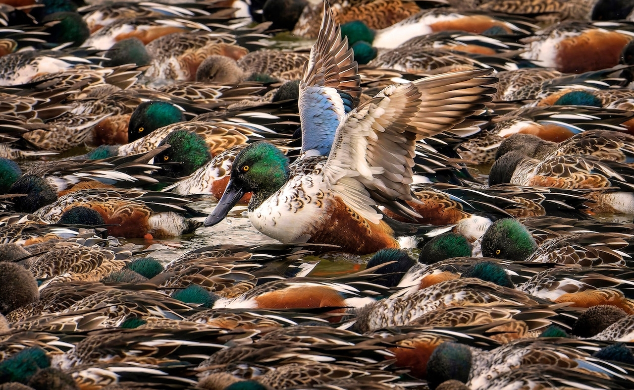 Audubon Photography Awards 2022 - Steve Jessmore