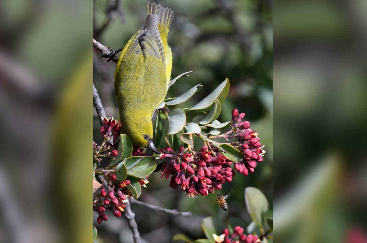 Audubon Photography Awards 2022 - Warren Johnson