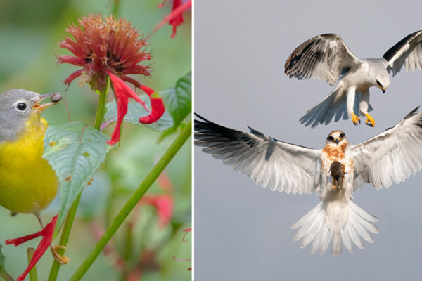 Audubon Photography Awards 2022_