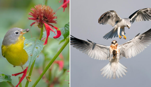 Audubon Photography Awards 2022_