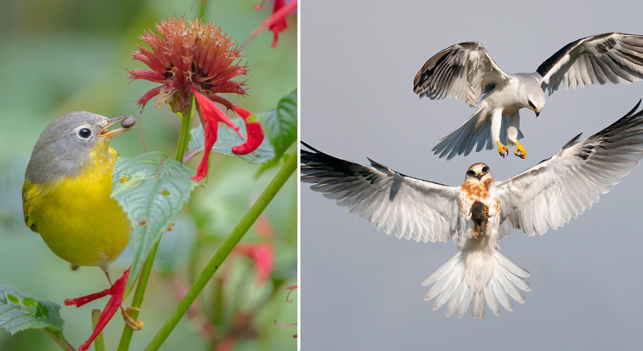 Audubon Photography Awards 2022_