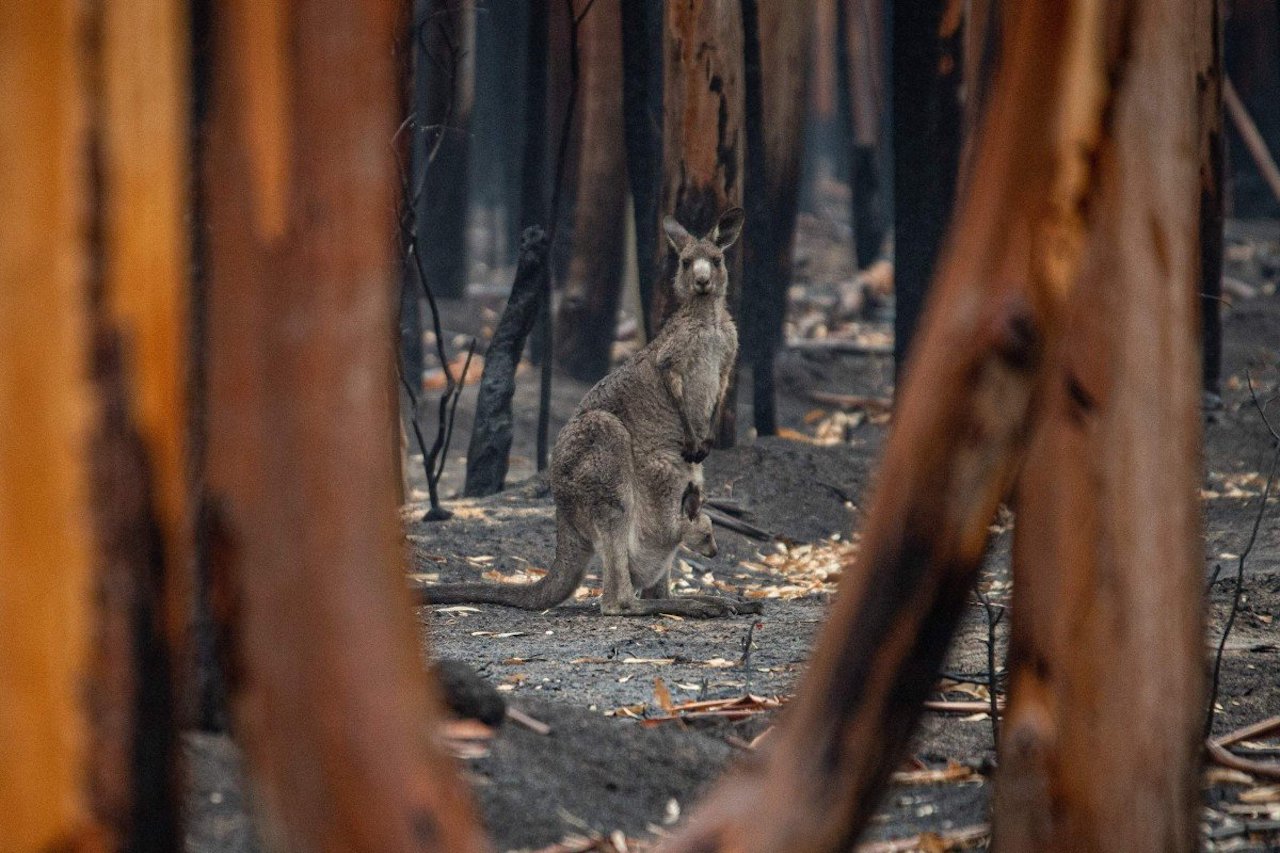 Australian Land & Wildlife at Risk Due to Deteriorating Environment