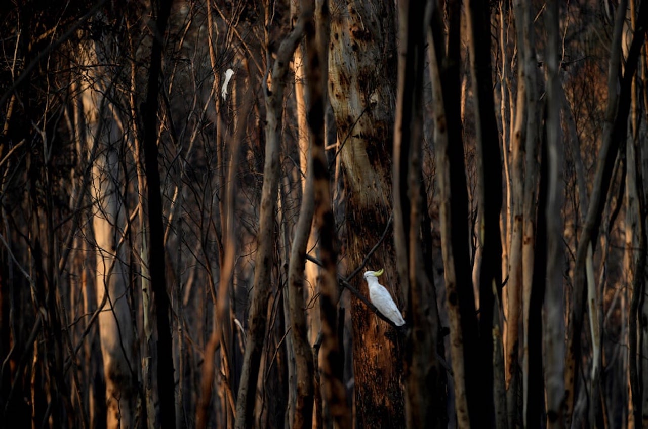 Australian Land & Wildlife at Risk Due to Deteriorating Environment