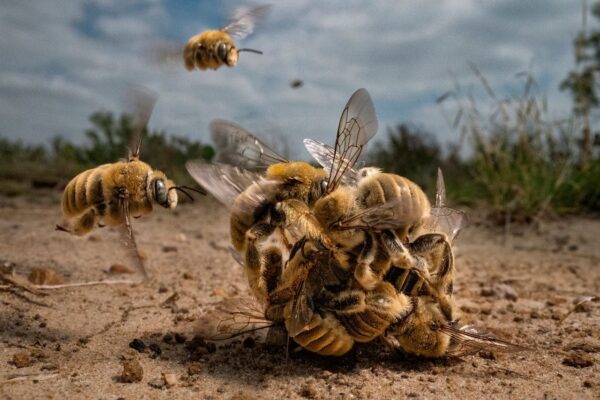 Winners of 2022 Big Picture Competition -“Bee Balling” by Karine Aigner - Grand Prize Winner