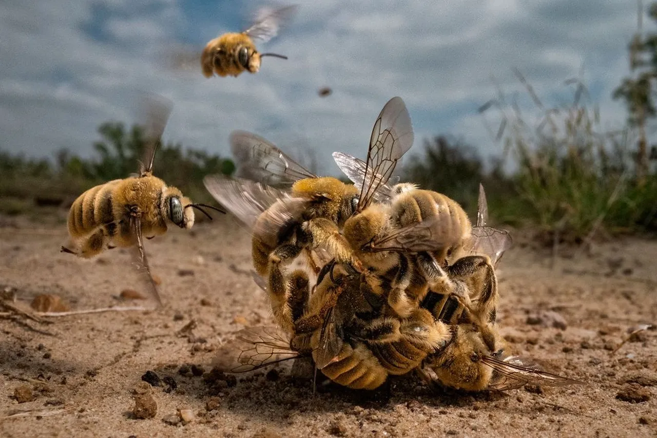 Winners of 2022 Big Picture Competition -“Bee Balling” by Karine Aigner - Grand Prize Winner 