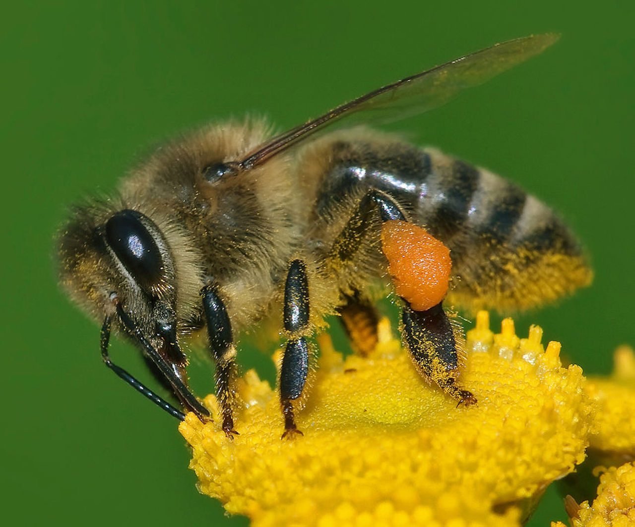 Beenome100 Project to Conserve Bees via Genetic Mapping