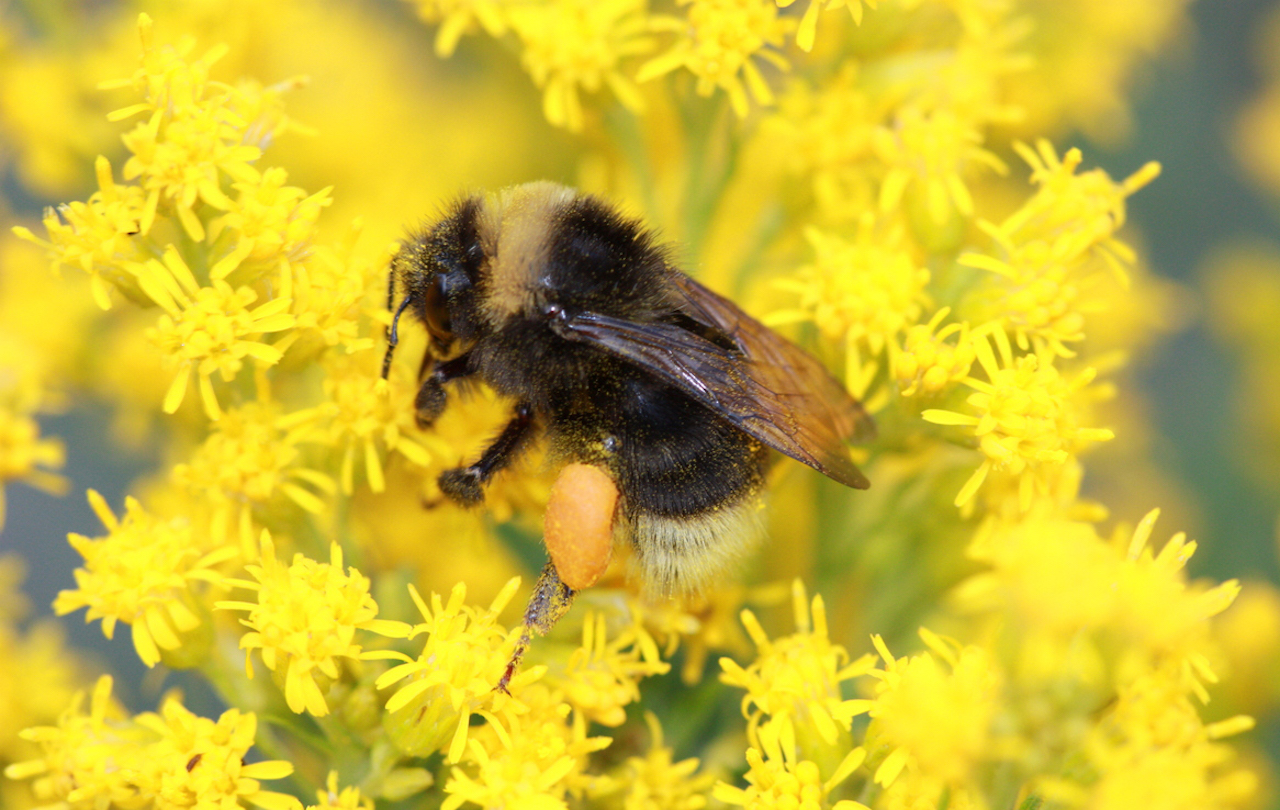 Beenome100 Project to Conserve Bees via Genetic Mapping