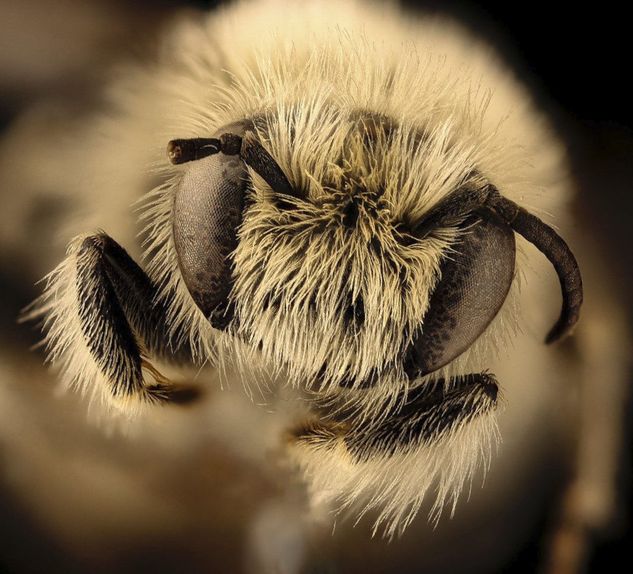 Beenome100 Project to Conserve Bees via Genetic Mapping