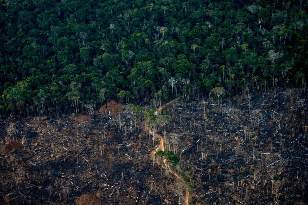 Brazil Amazon Deforestation