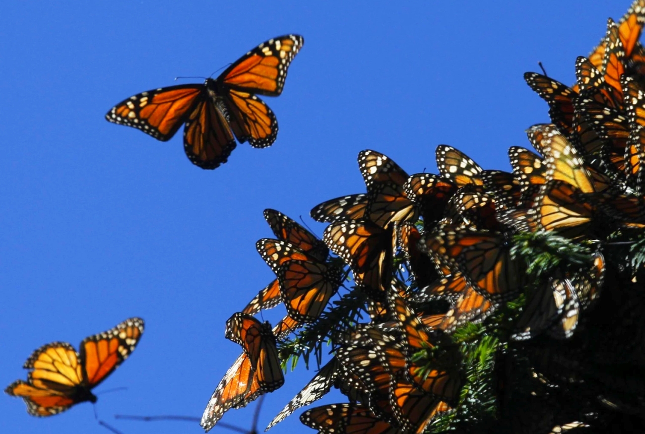 Climate Change Affecting Insects in Monarch Butterfly Biosphere Reserve