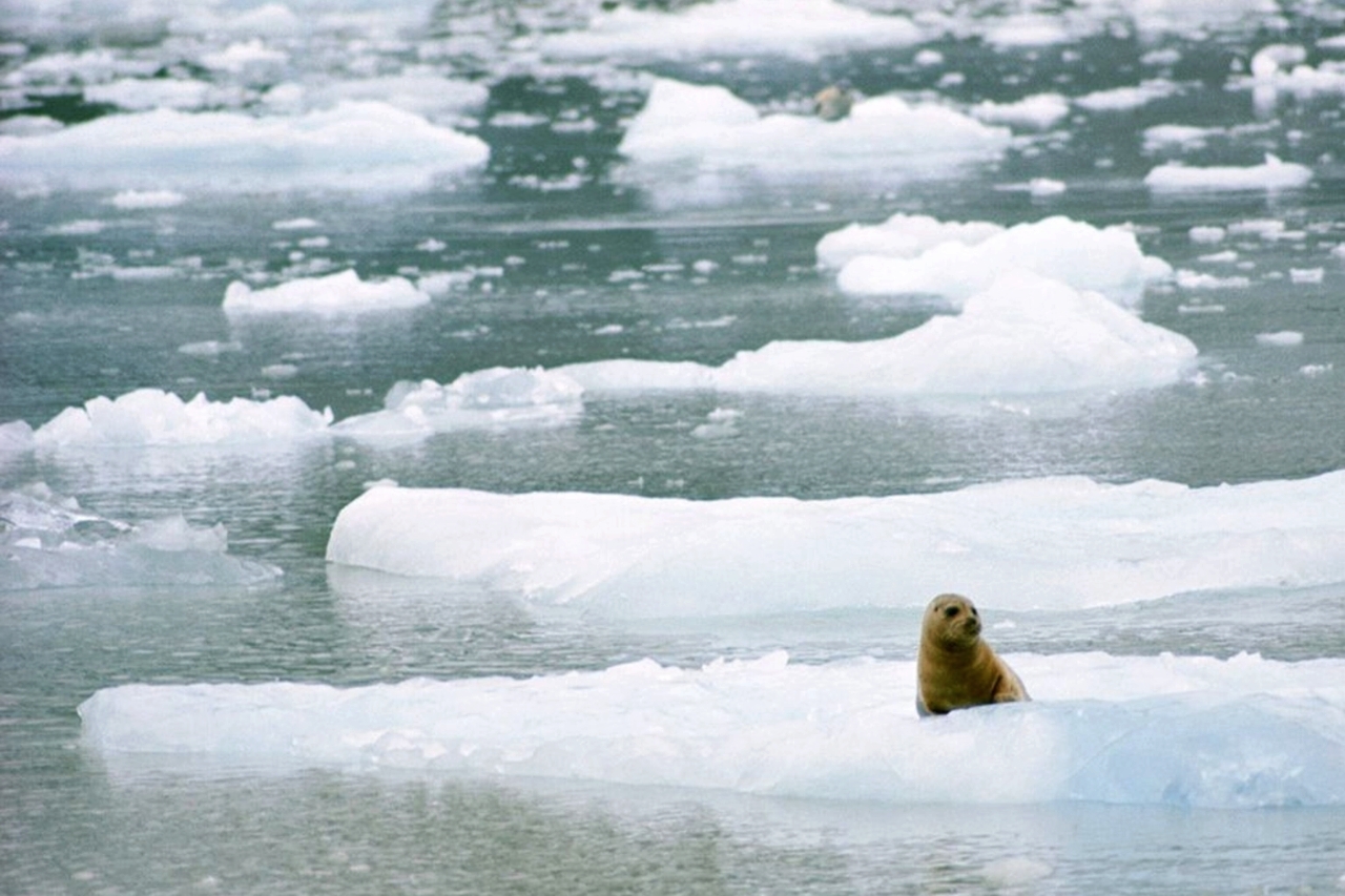 Climate Change in Glacier Bay National Park