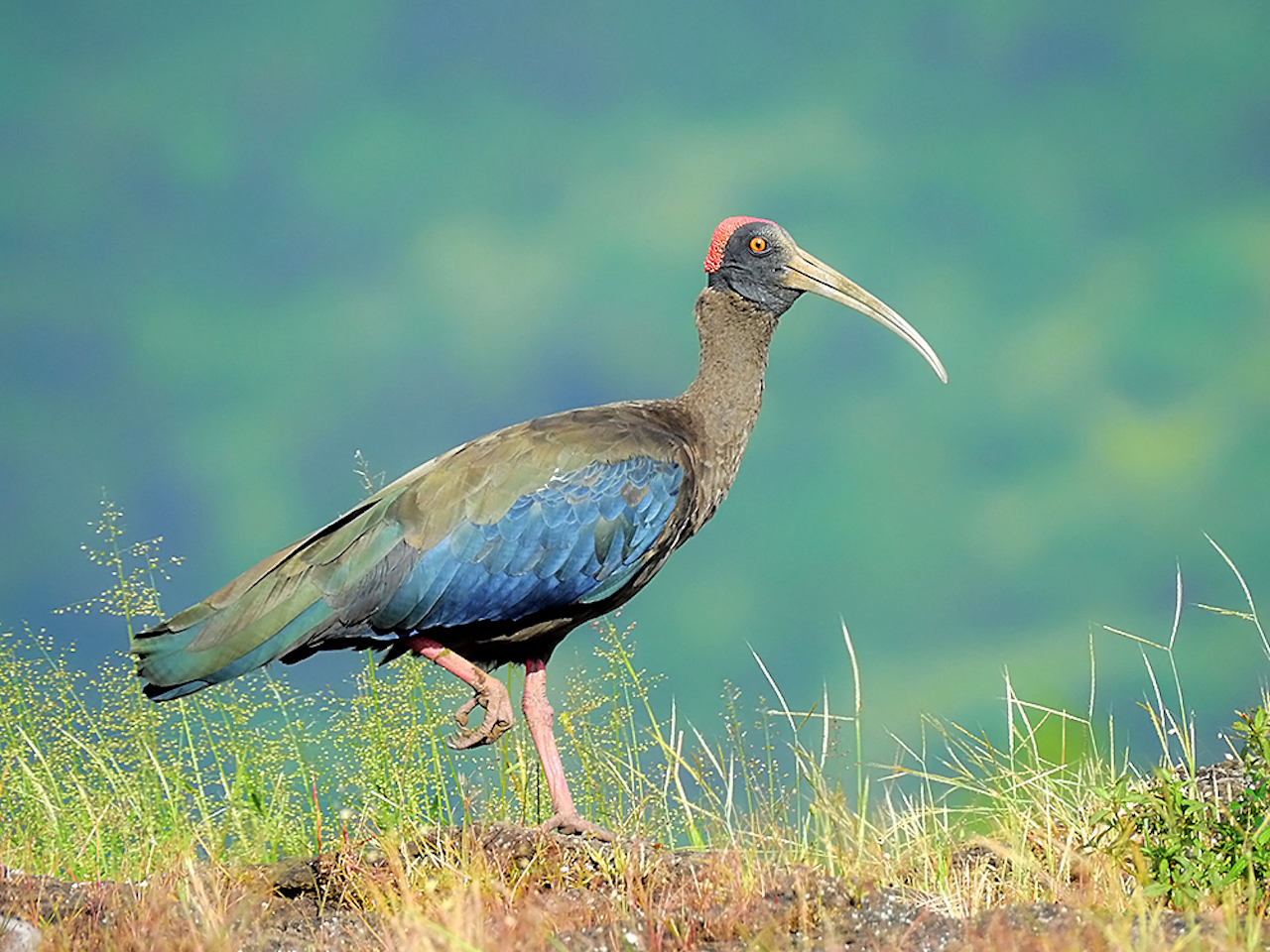 Distinct Bird Species Rapidly Declining in Number, A Study Says