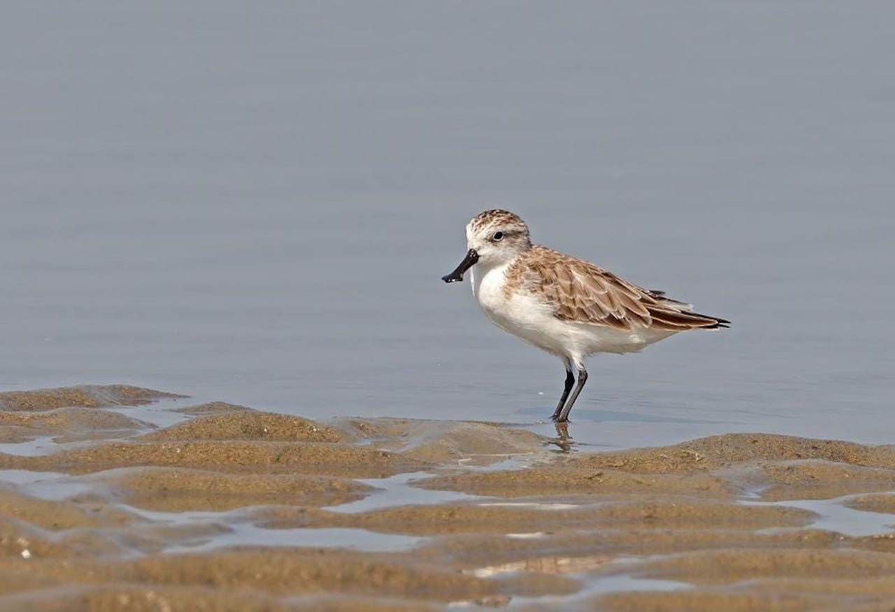 Distinct Bird Species Rapidly Declining in Number, A Study Says