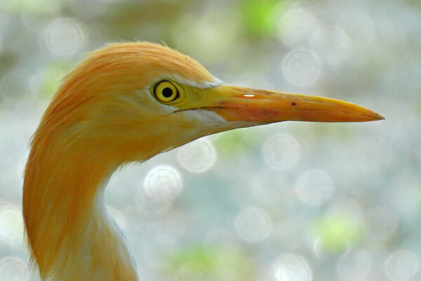 Distinct Bird Species Rapidly Declining in Number, A Study Says