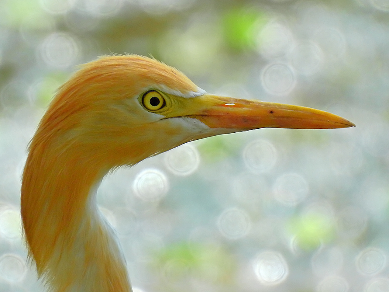 Distinct Bird Species Rapidly Declining in Number, A Study Says