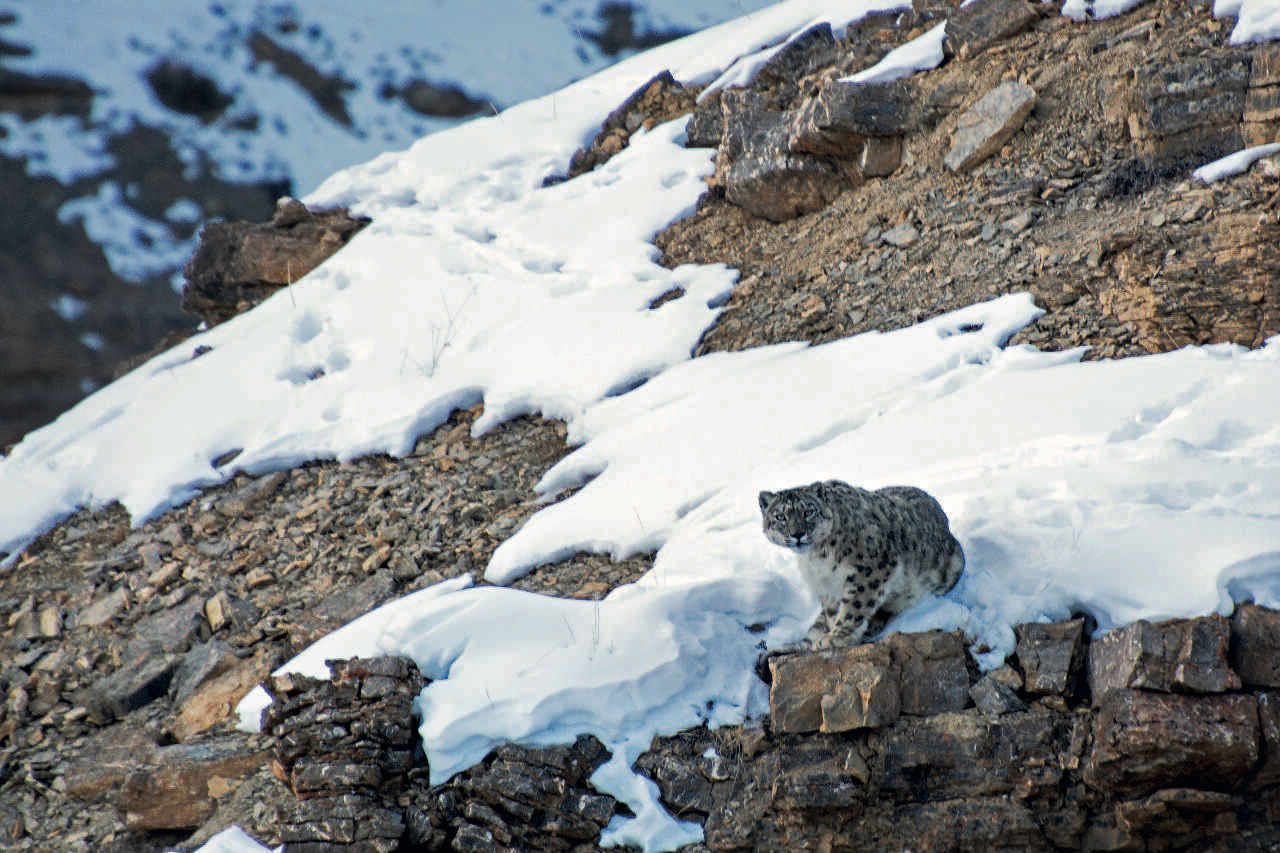 Evaluating Co-existence Patterns of Snow Leopard & Its Prey in HP